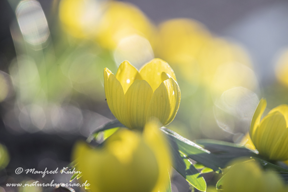 Winterling ()_0022