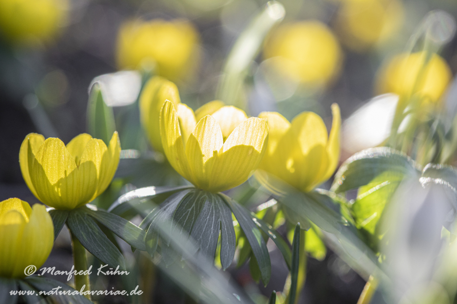 Winterling ()_0023