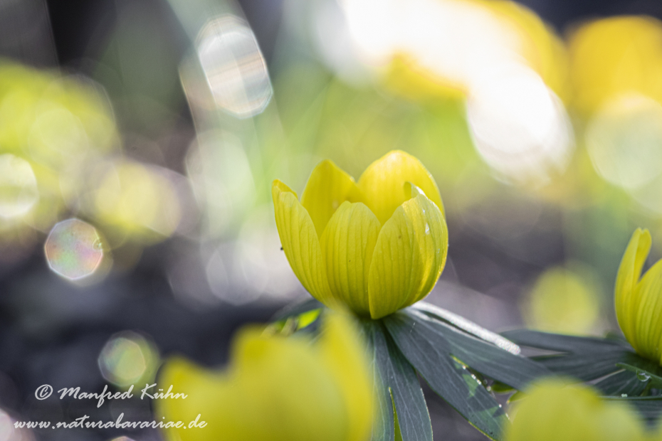 Winterling ()_0027