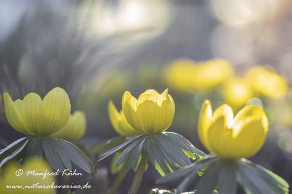 Winterling ()_0031