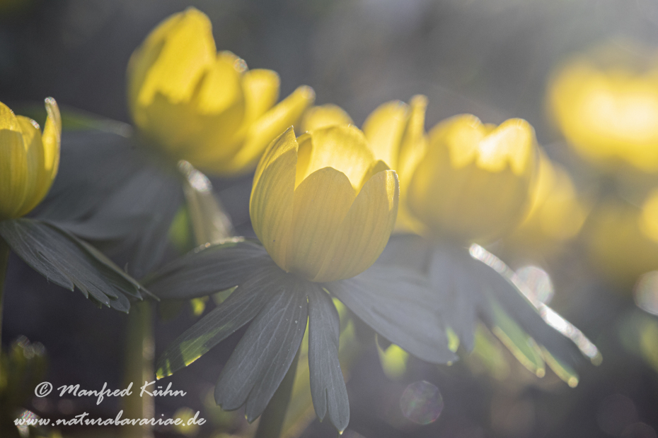 Winterling ()_0033