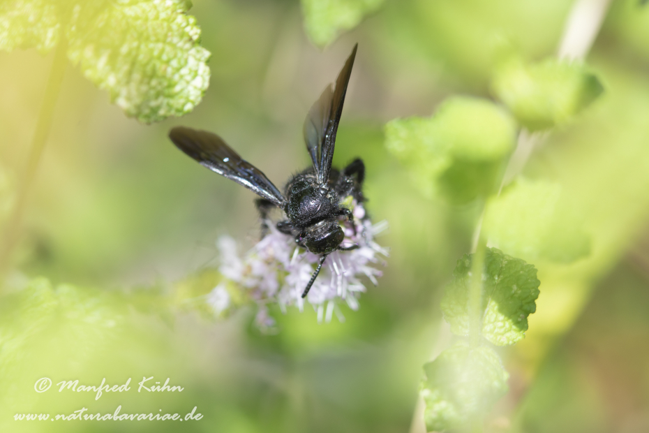 Dolchwespe (Einbindige)_0001