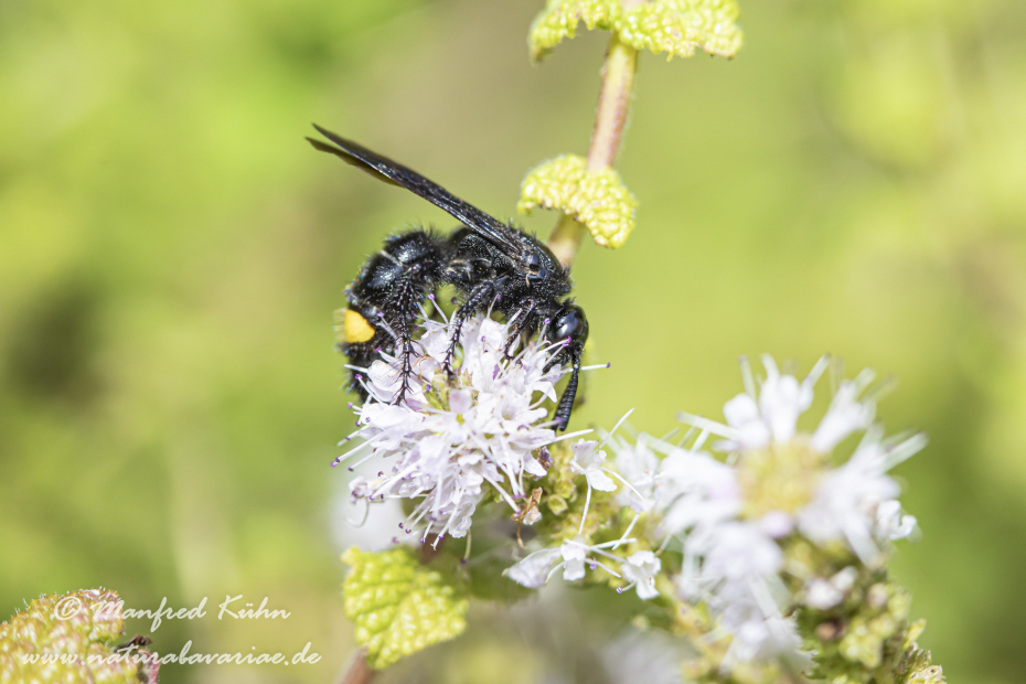 Dolchwespe (Einbindige)_0005