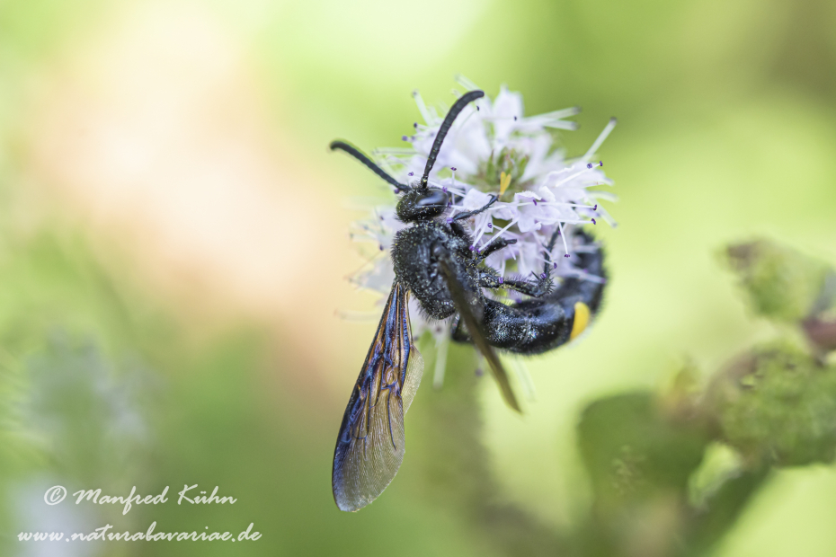 Dolchwespe (Einbindige)_0007