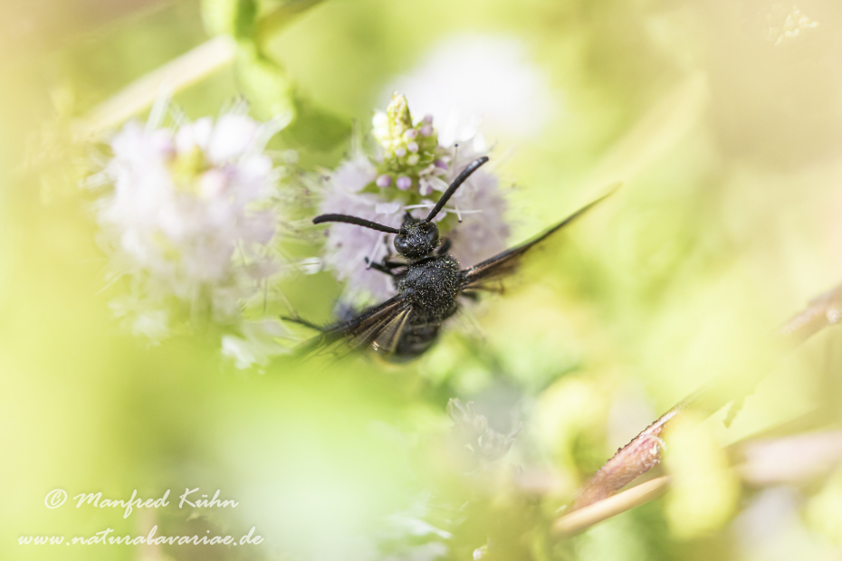 Dolchwespe (Einbindige)_0010