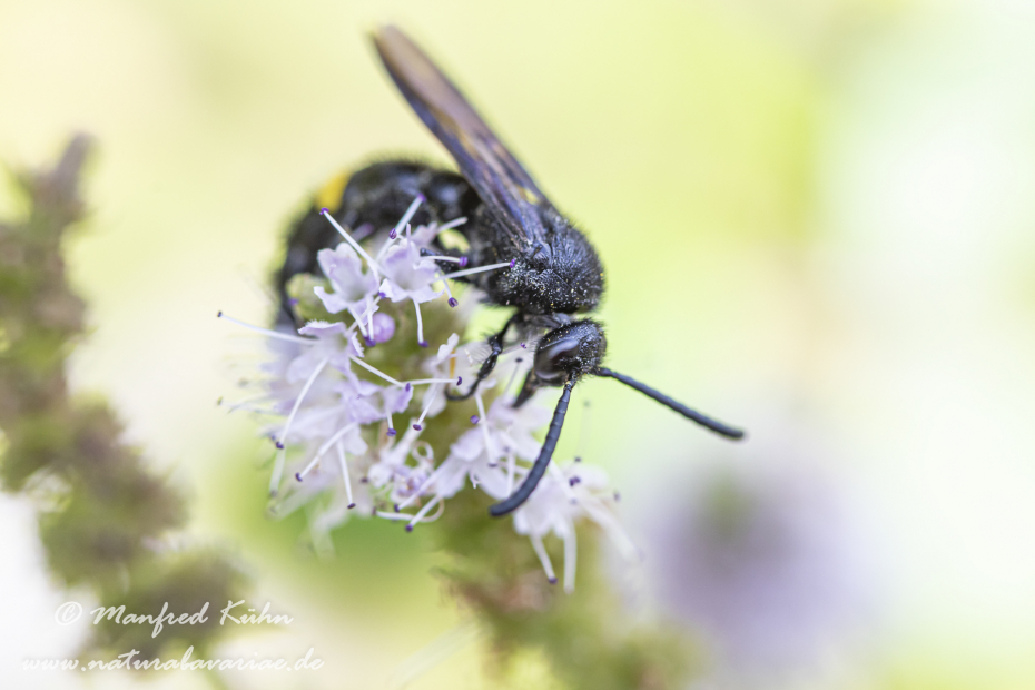 Dolchwespe (Einbindige)_0011