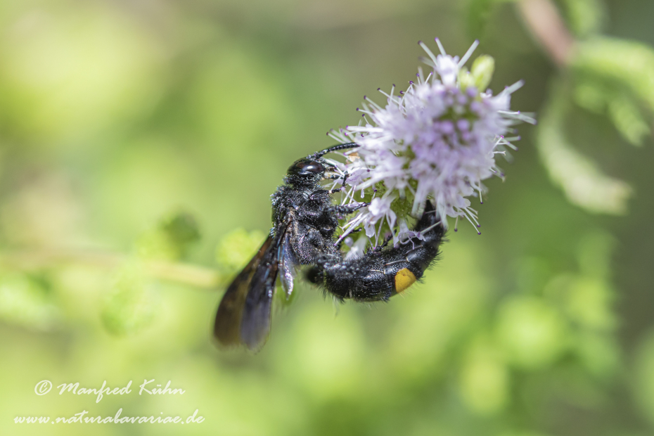Dolchwespe (Einbindige)_0013