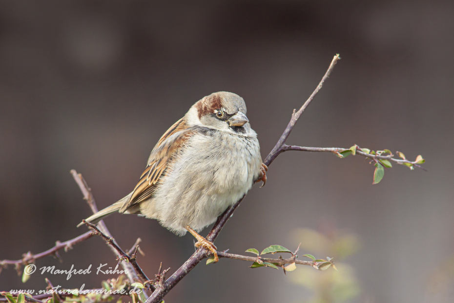 Haussperling ()_0009