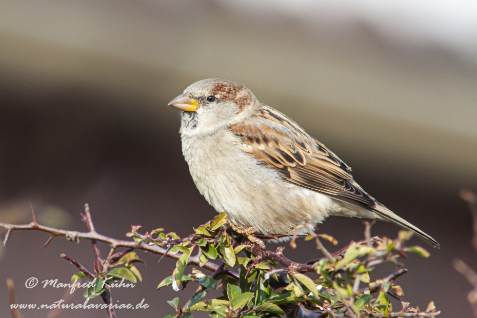 Haussperling ()_0011