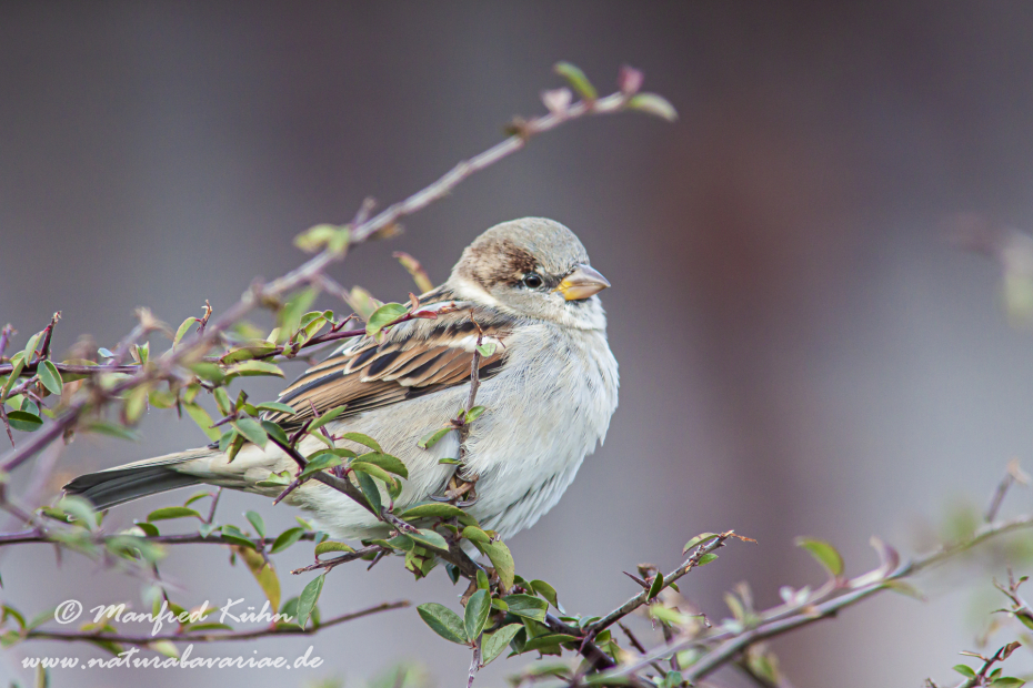 Haussperling ()_0013