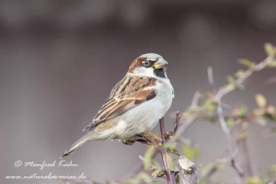 Haussperling ()_0017