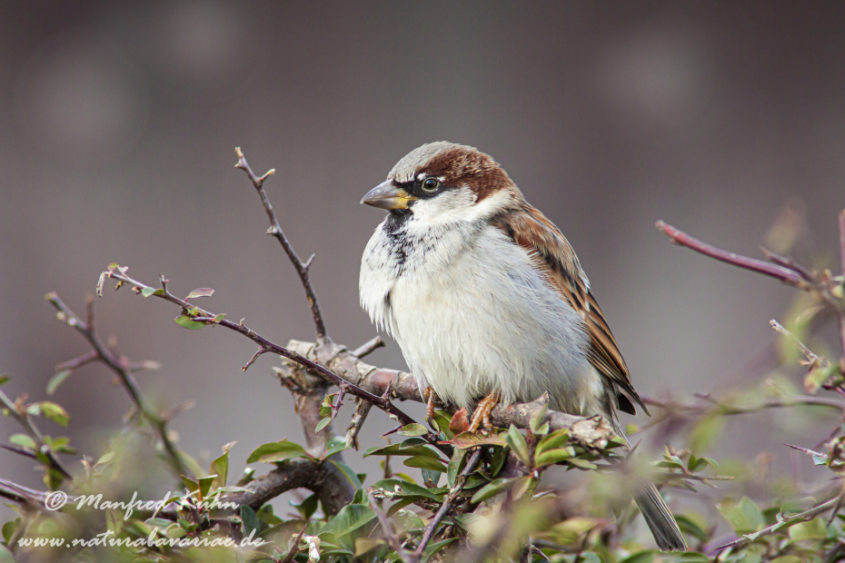 Haussperling ()_0023