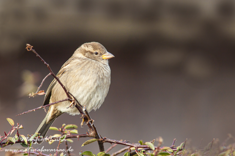 Haussperling ()_0026