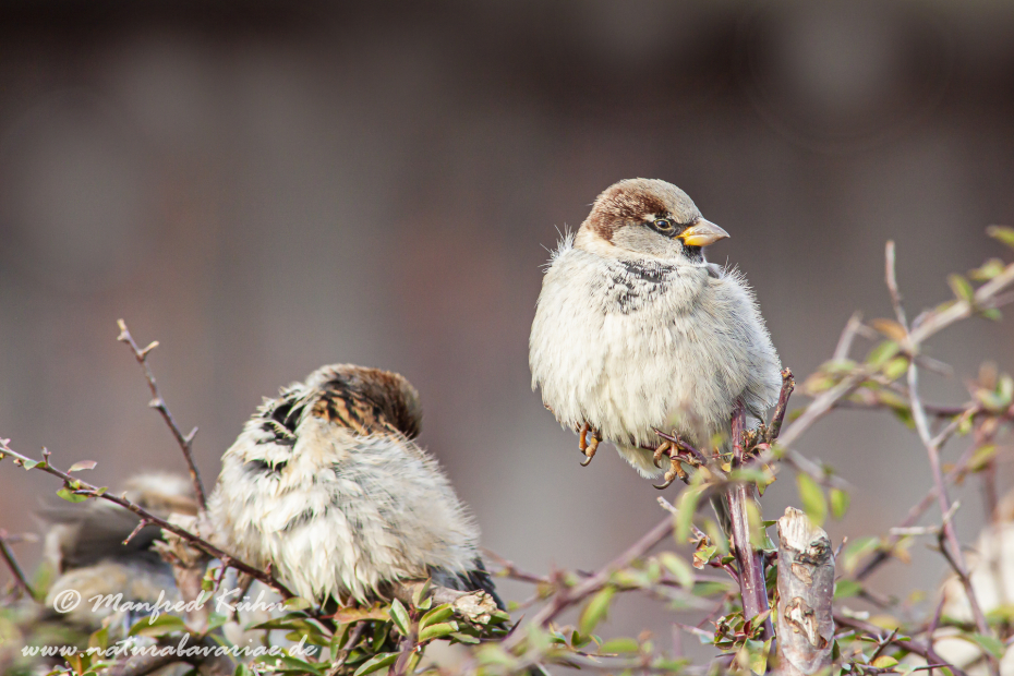 Haussperling ()_0031