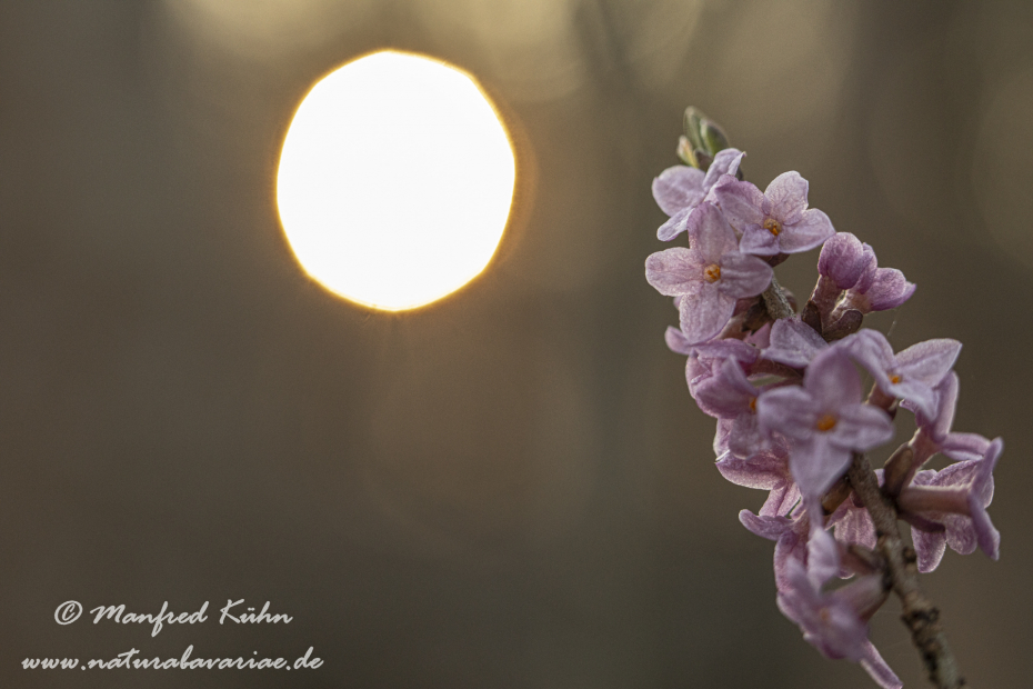 Seidelbast ()_0026