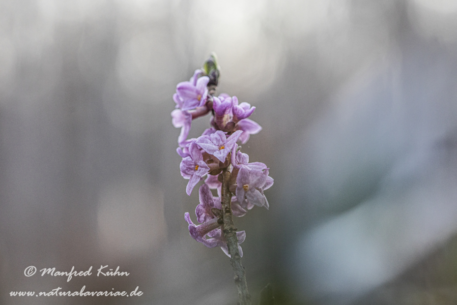 Seidelbast ()_0030