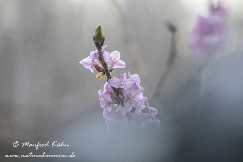 Seidelbast ()_0032