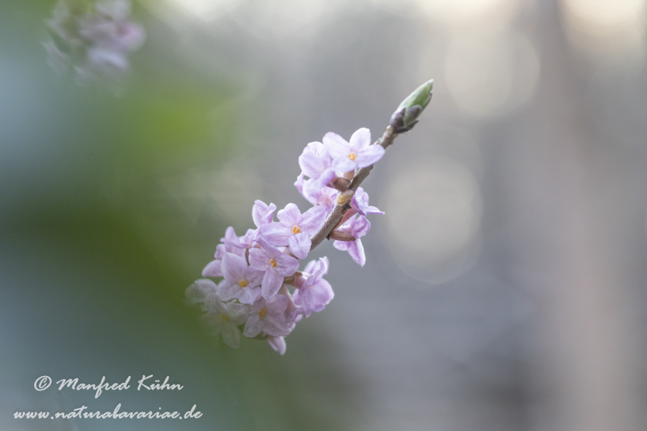Seidelbast ()_0034