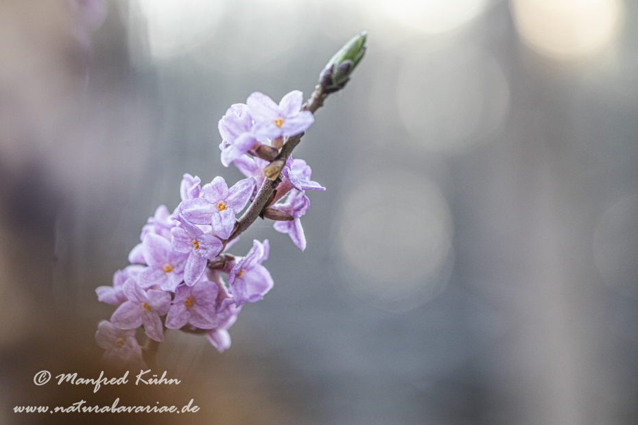 Seidelbast ()_0045
