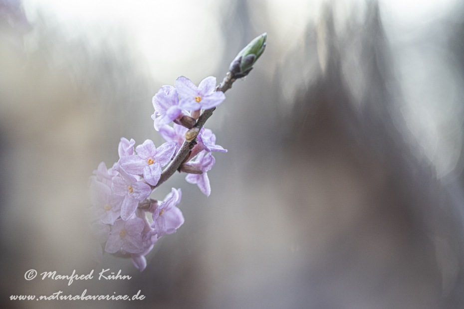 Seidelbast ()_0046