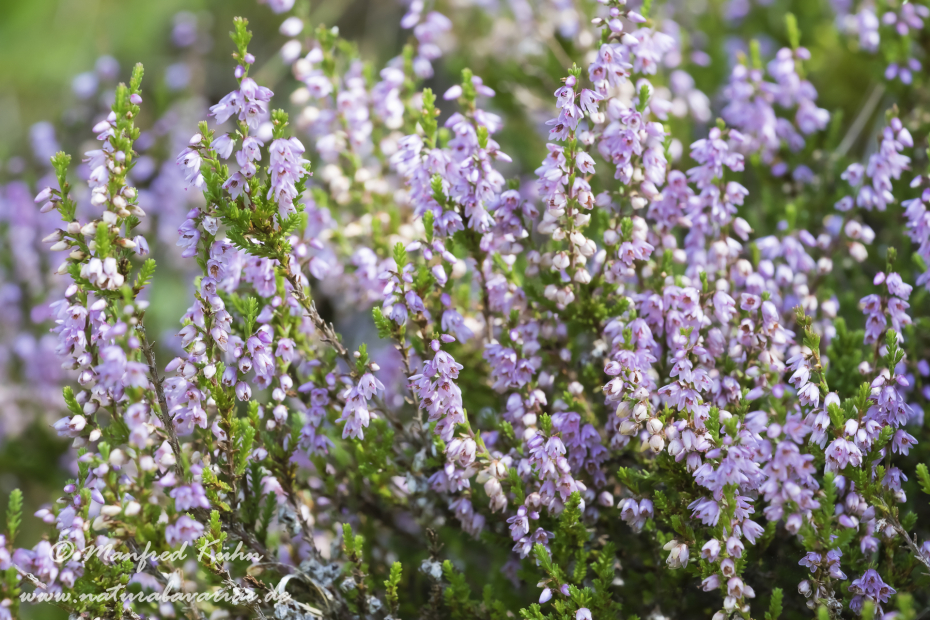 Heidekraut (Besenheide)_0006