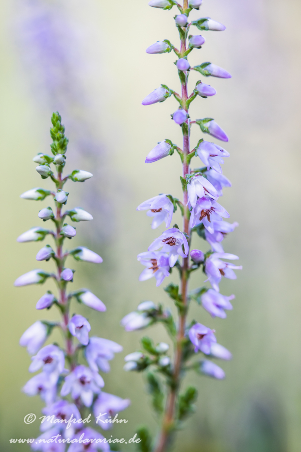 Heidekraut (Besenheide)_0019