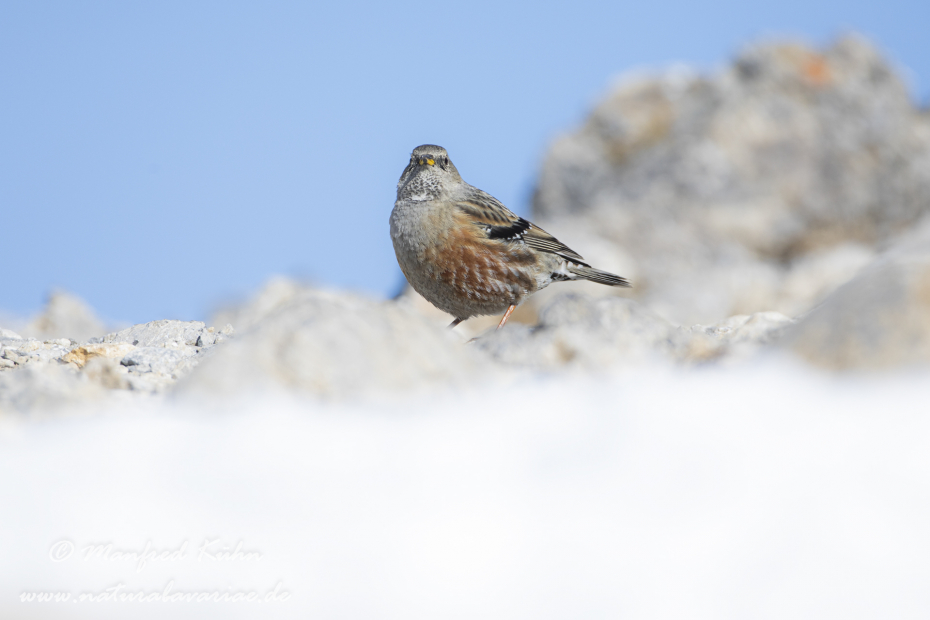 Alpenbraunelle ()_0020