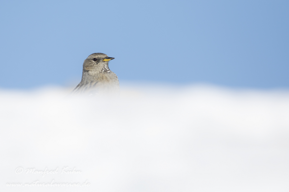 Alpenbraunelle ()_0035