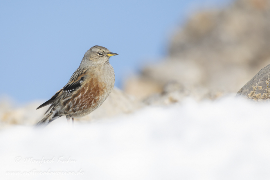 Alpenbraunelle ()_0041