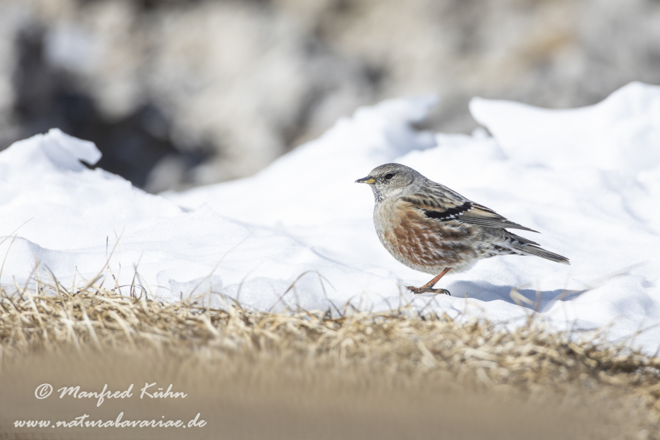 Alpenbraunelle ()_0050