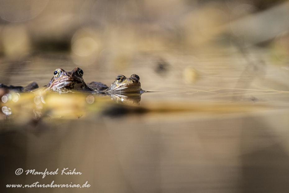 Grasfrosch ()_0082