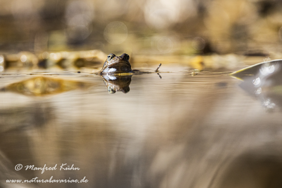 Grasfrosch ()_0083