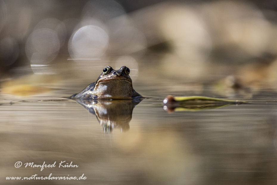 Grasfrosch ()_0113