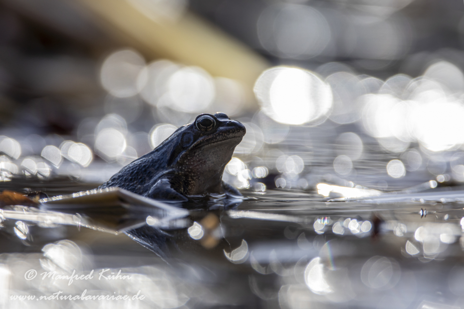Grasfrosch ()_0121
