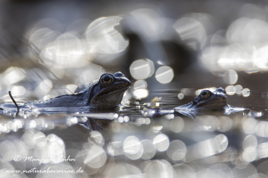 Grasfrosch ()_0122