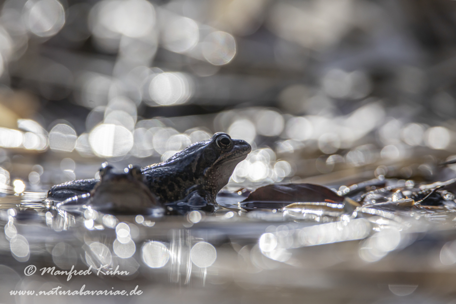 Grasfrosch ()_0128