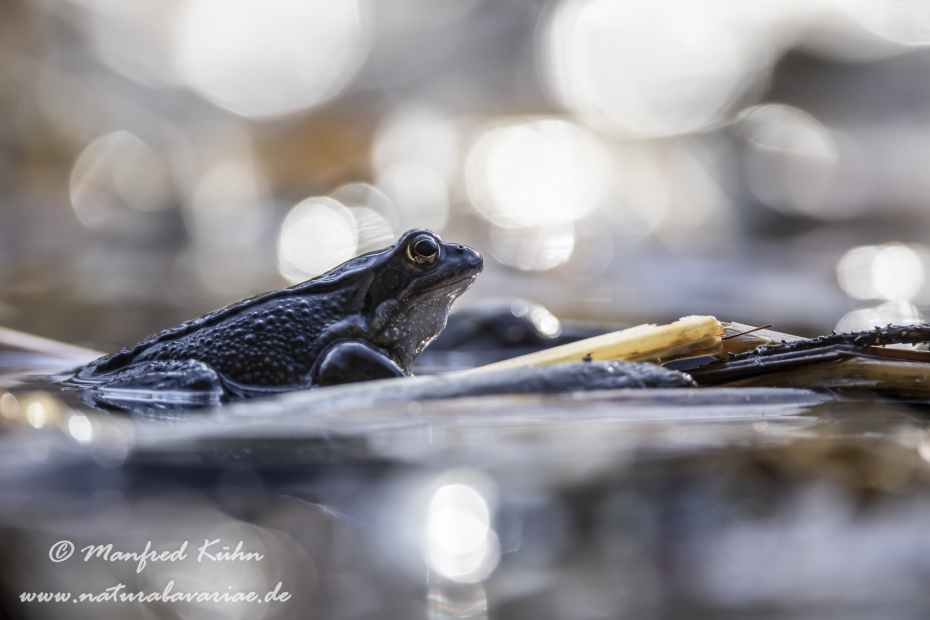Grasfrosch ()_0132