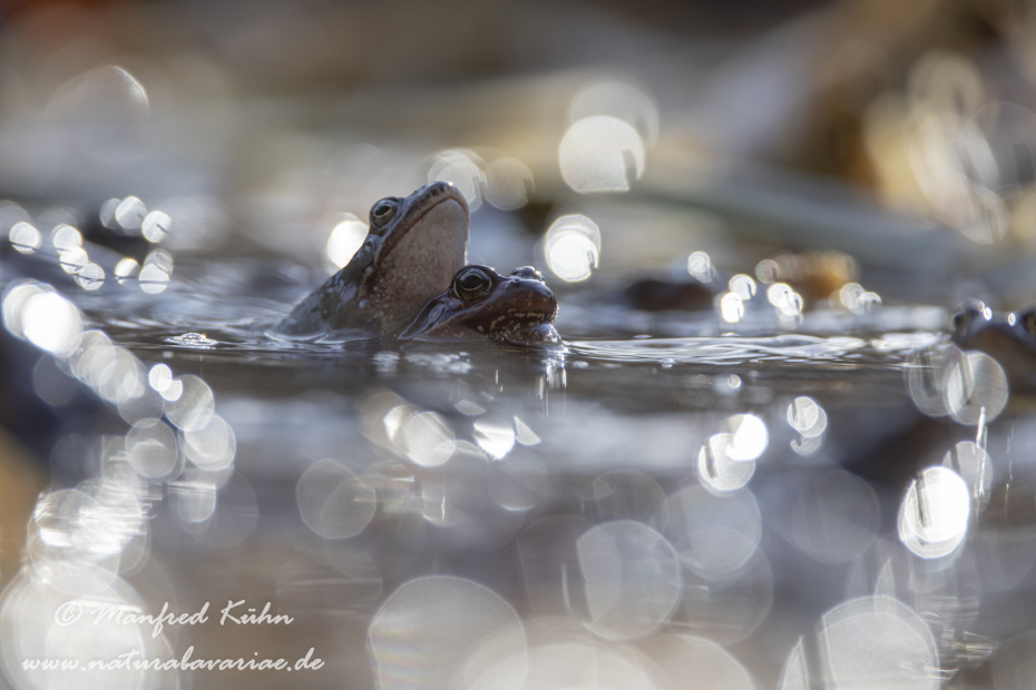 Grasfrosch ()_0137