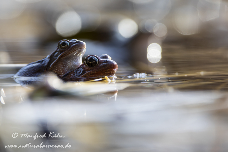 Grasfrosch ()_0141
