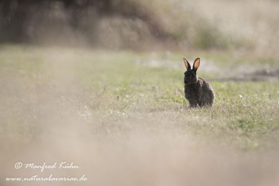 Kaninchen ()_0041