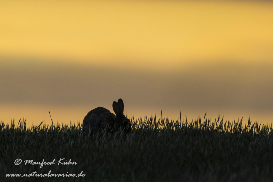 Kaninchen ()_0049