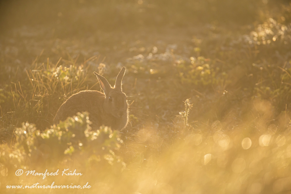 Kaninchen ()_0051