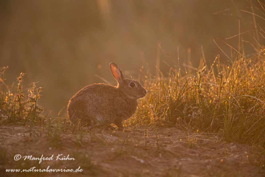 Kaninchen ()_0056