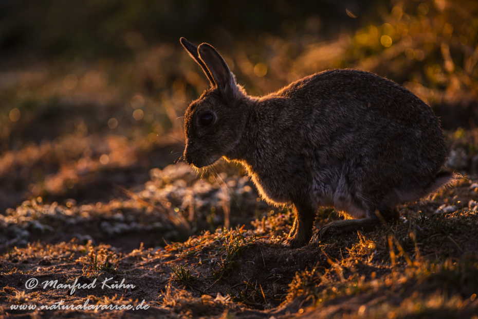 Kaninchen ()_0057