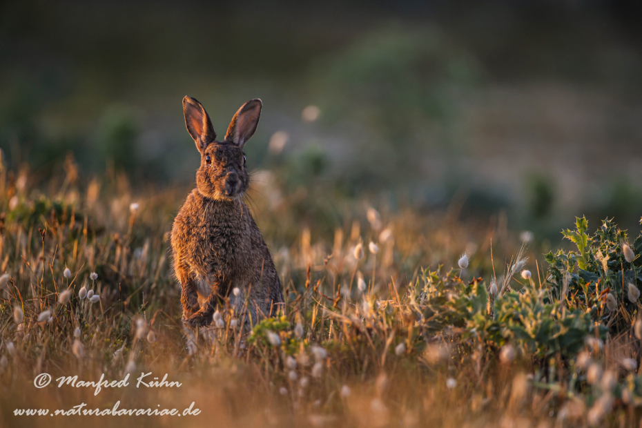 Kaninchen ()_0060