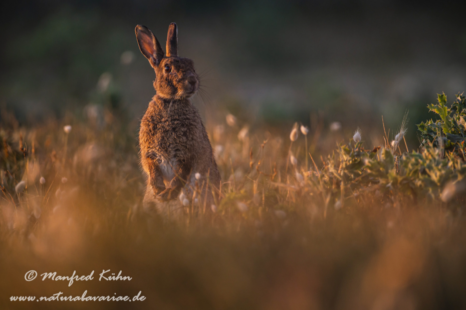 Kaninchen ()_0061
