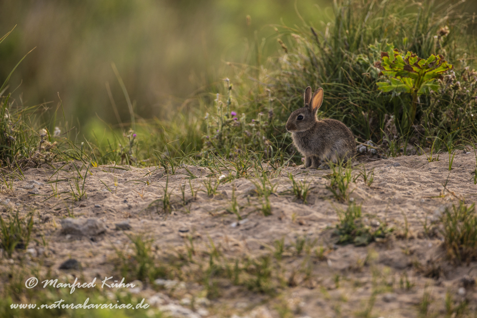 Kaninchen ()_0065