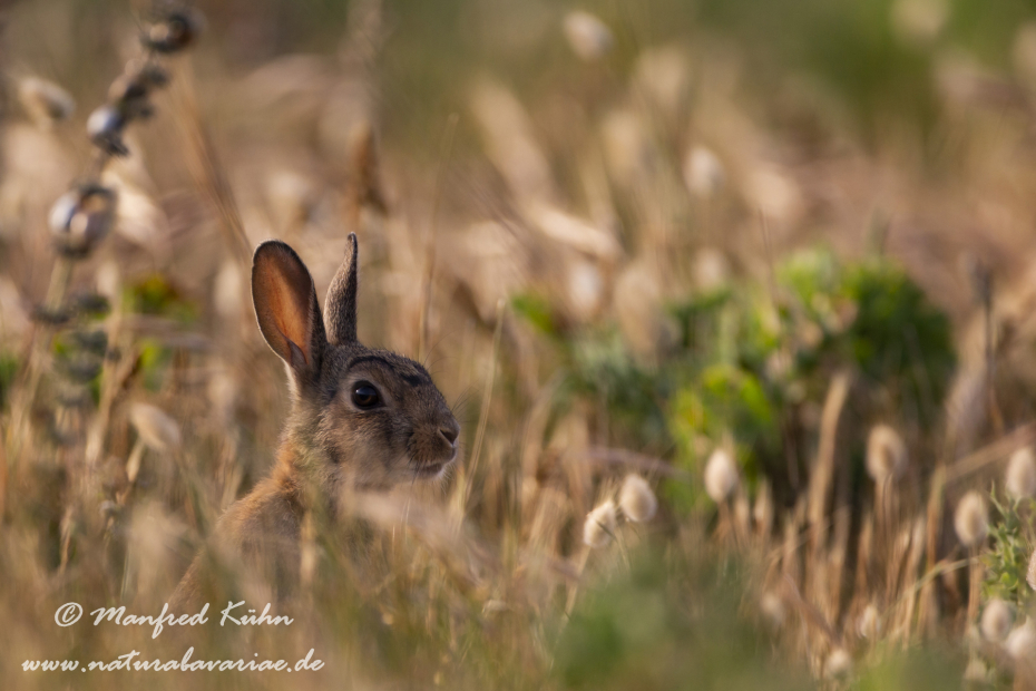 Kaninchen ()_0067