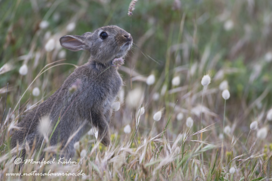 Kaninchen ()_0072