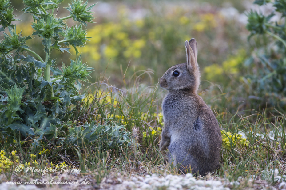 Kaninchen ()_0074